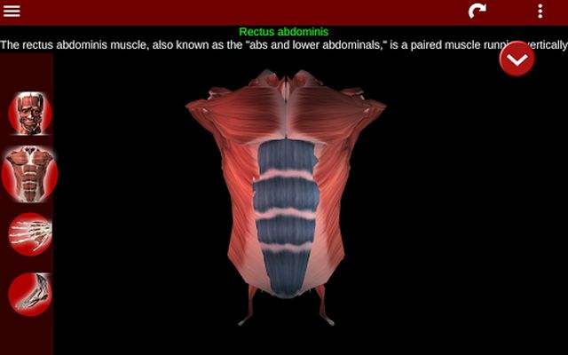 Muscular System 3D Image 6 (Anatomy)