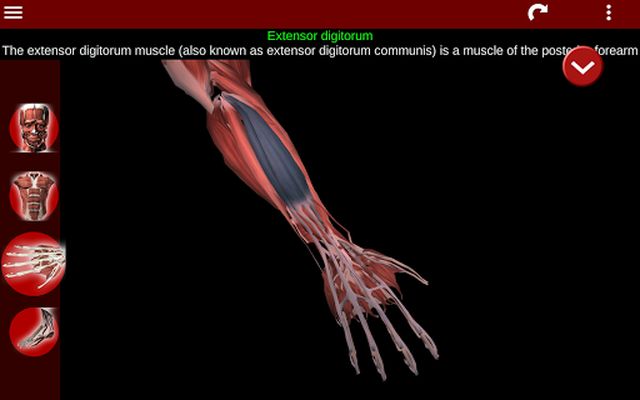 3D Muscular System Image 5 (Anatomy)