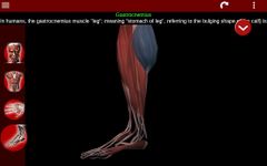 Muscular System 3D (anatomy) zrzut z ekranu apk 4