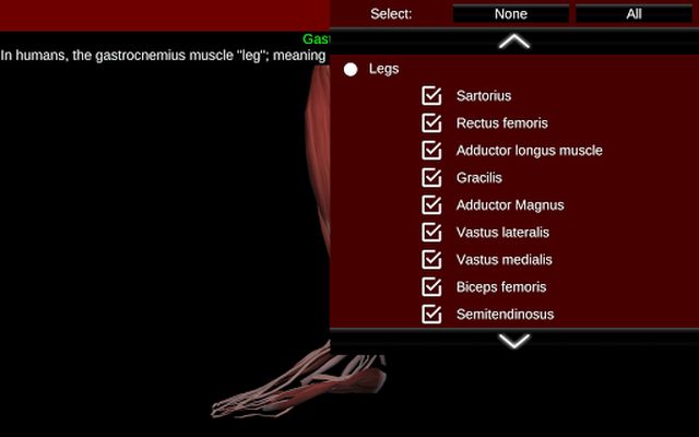 Muscular System 3D Image 3 (Anatomy)