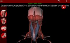Système Musculaire 3D Anatomie capture d'écran apk 