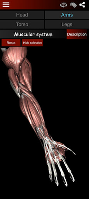 Muscular System 3D Image 20 (Anatomy)
