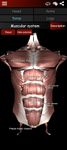 Captură de ecran Muscular Sistemul 3D anatomie apk 17