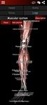 Muscular System 3D (anatomy) screenshot apk 18