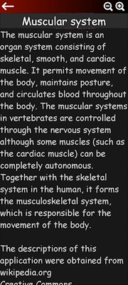 Muscular System 3D Image 17 (Anatomy)