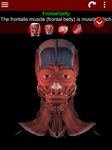 Captură de ecran Muscular Sistemul 3D anatomie apk 15
