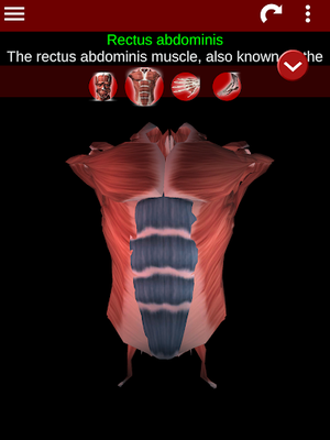 Image 15 of 3D Muscular System (Anatomy)