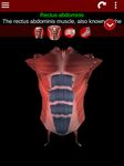 Muscular System 3D (anatomy) zrzut z ekranu apk 17