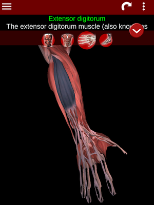 Muscular System 3D Image 14 (Anatomy)