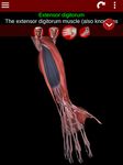 Screenshot 13 di Muscoloso sistema 3D Anatomia apk