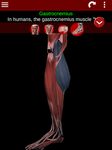 Muscular System 3D (anatomy) zrzut z ekranu apk 12