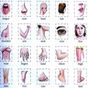 Learn Body Parts in English