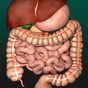 Organs 3D (Anatomy) icon