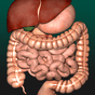 Иконка 3D внутренние органы анатомия