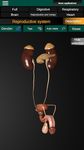 Órganos 3D (anatomía) captura de pantalla apk 9