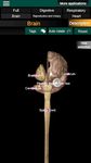 Órganos 3D (anatomía) captura de pantalla apk 17