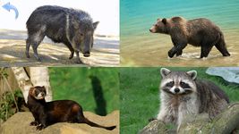 Animals for Kids, Planet Earth Animal Sounds Photo στιγμιότυπο apk 9