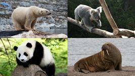 Animals for Kids, Planet Earth Animal Sounds Photo στιγμιότυπο apk 4