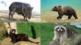 Animals for Kids, Planet Earth Animal Sounds Photo στιγμιότυπο apk 18