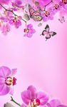 Captură de ecran Flori roz Imagini de Fundal apk 6