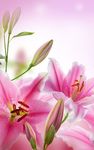 Captura de tela do apk Pink Flowers Live Wallpaper 5