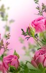Captură de ecran Flori roz Imagini de Fundal apk 4