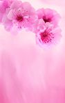 Captură de ecran Flori roz Imagini de Fundal apk 1