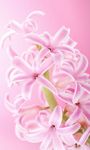 Captură de ecran Flori roz Imagini de Fundal apk 2