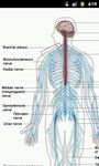 Human Physiology image 3