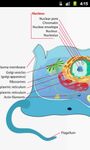 Human Physiology image 1