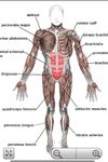 Human Anatomy Pro image 2