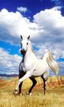 Horse Live Wallpaper image 4