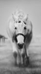 Horse Live Wallpaper image 2