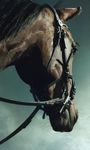 Horse Live Wallpaper image 1