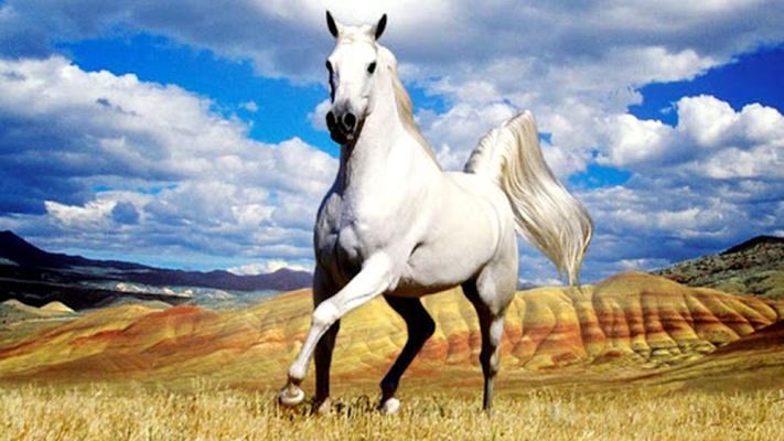 Horses by Dream World HD Live Wallpapers para Android baixar grátis. O  papel de parede animado Cavalos de Android.