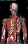 Скриншот 7 APK-версии Essential Anatomy 3