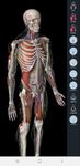 Скриншот 10 APK-версии Essential Anatomy 3