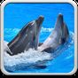 Dolphins Live Wallpaper apk icon