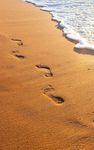 Gambar Pantai Tropis Gambar Animasi 