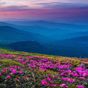 Flores da montanha