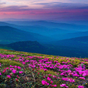 βουνό λουλούδι Φοντο Κινητου