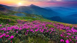 ภาพหน้าจอที่  ของ ดอกไม้ภูเขาวอลล์เปเปอร์