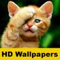 Cat Wallpaper & lustige Bilder