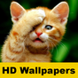 Cat Wallpaper & lustige Bilder