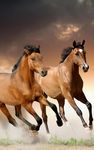 Pferde Hintergrundbilder Bild 1