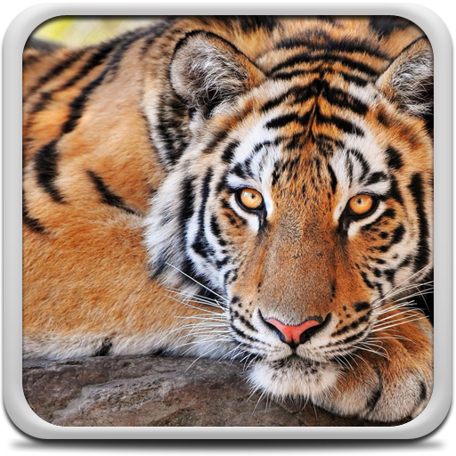 Tigers by Live Wallpaper HD 3D para Android baixar grátis. O papel