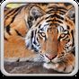 Tiger Hintergrundbilder APK Icon