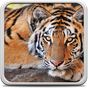 APK-иконка Tигр Живые Обои