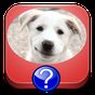 Dog Breeds Quiz