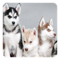 Husky Live Wallpaper APK